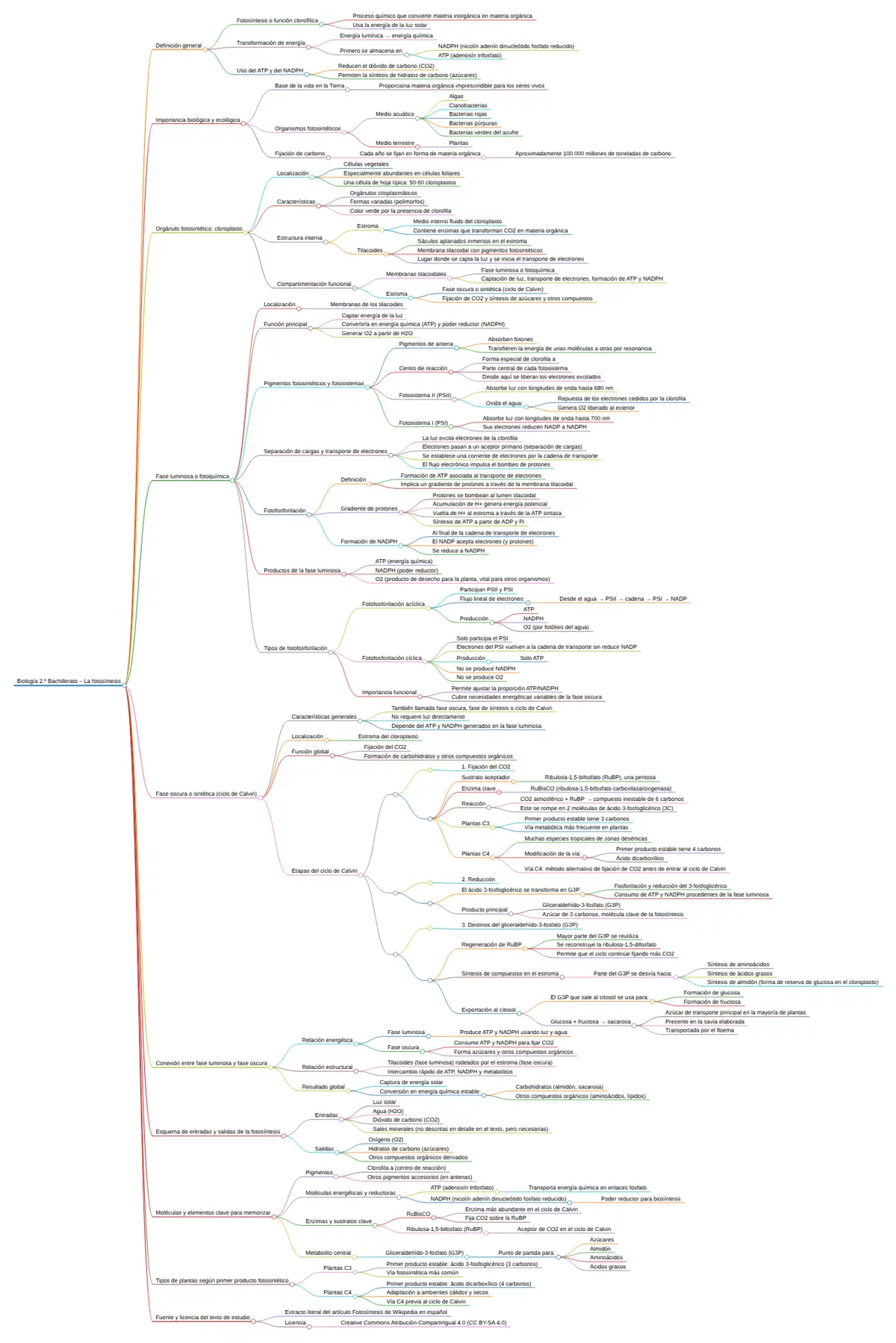 Mapa conceptual de la fotosíntesis generado por FotoExamen: definición, cloroplasto, fase luminosa y ciclo de Calvin